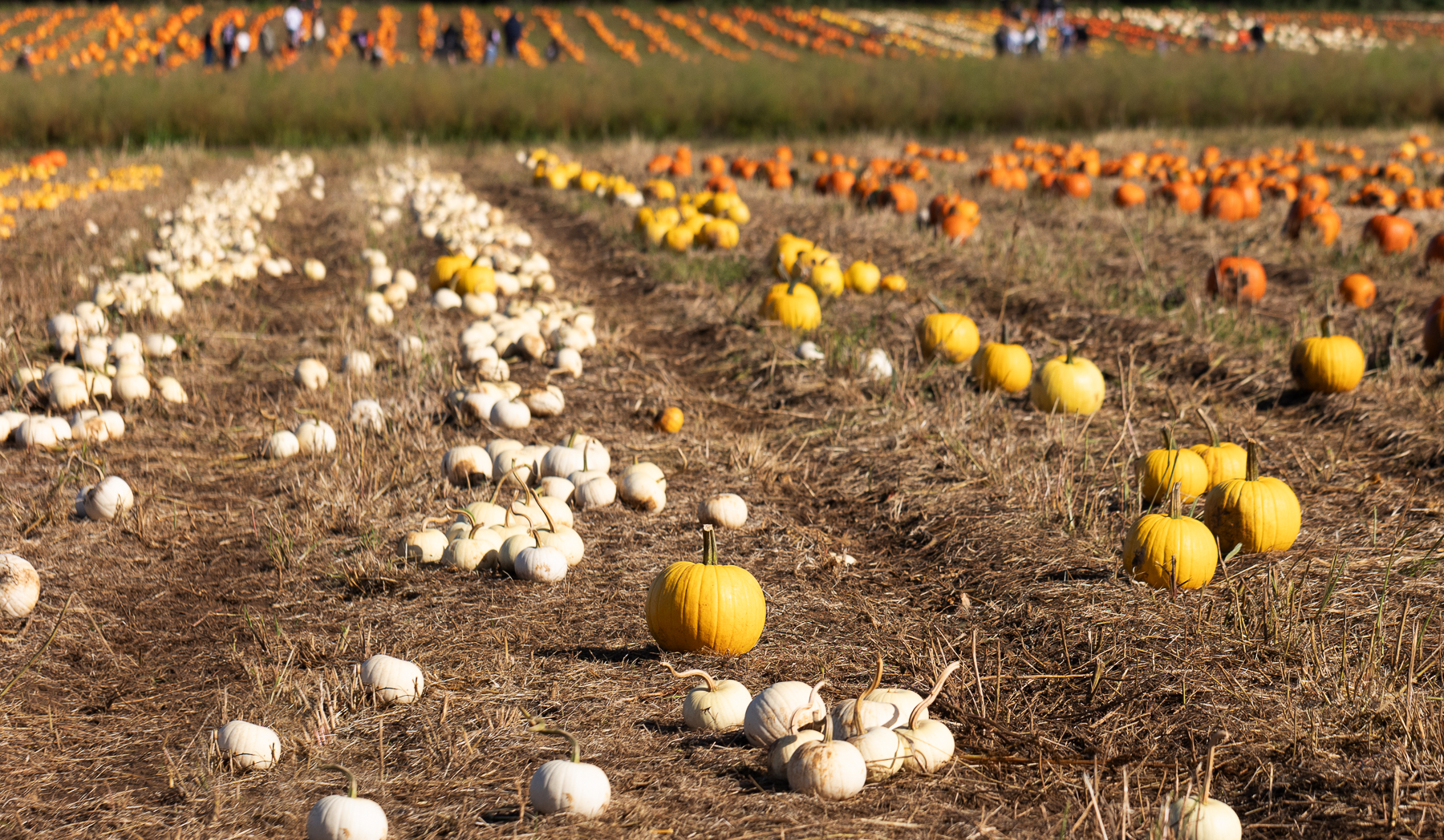Secretts pumpkin Picking farm in Surrey