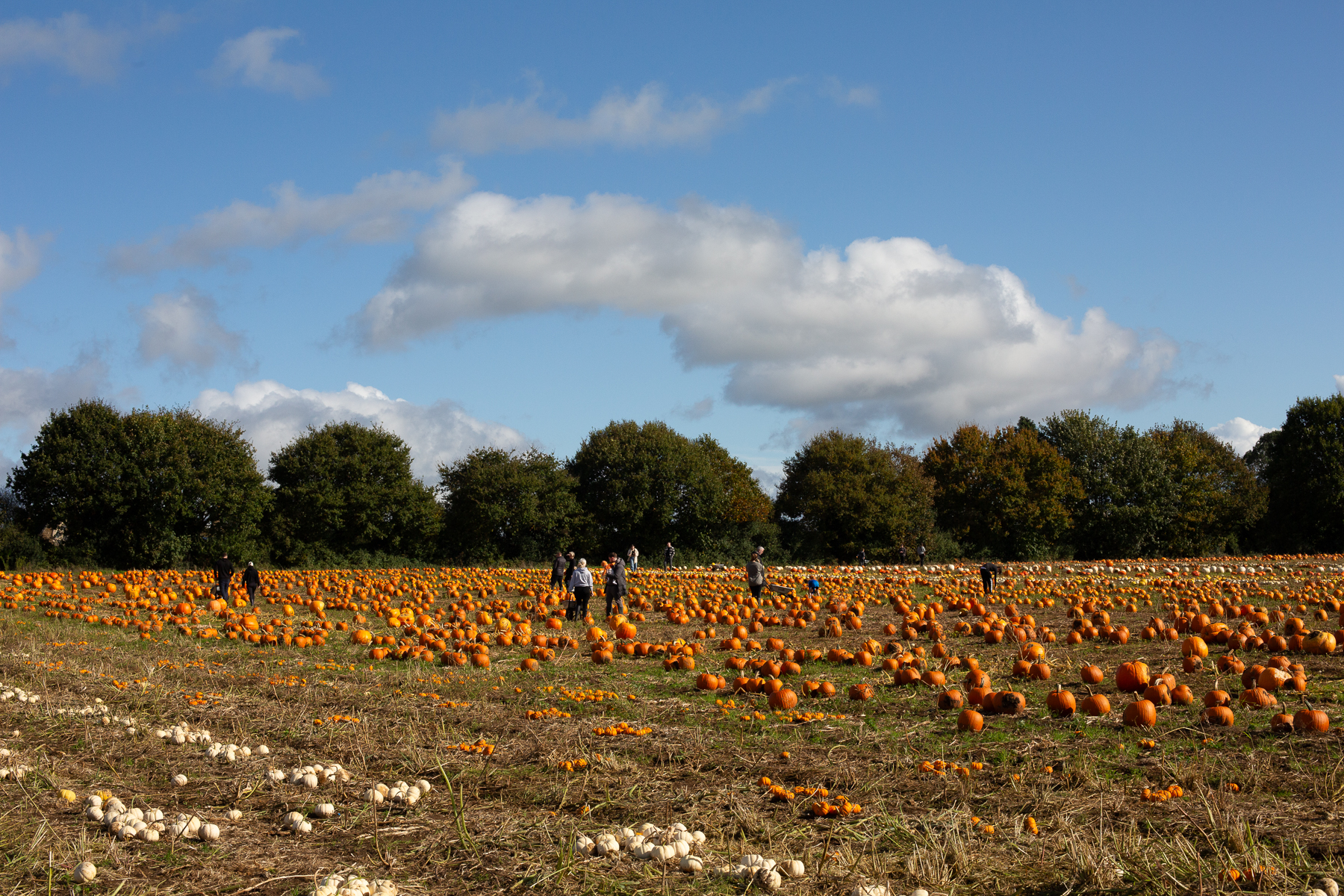 Secretts pumpkin picking in Surrey
