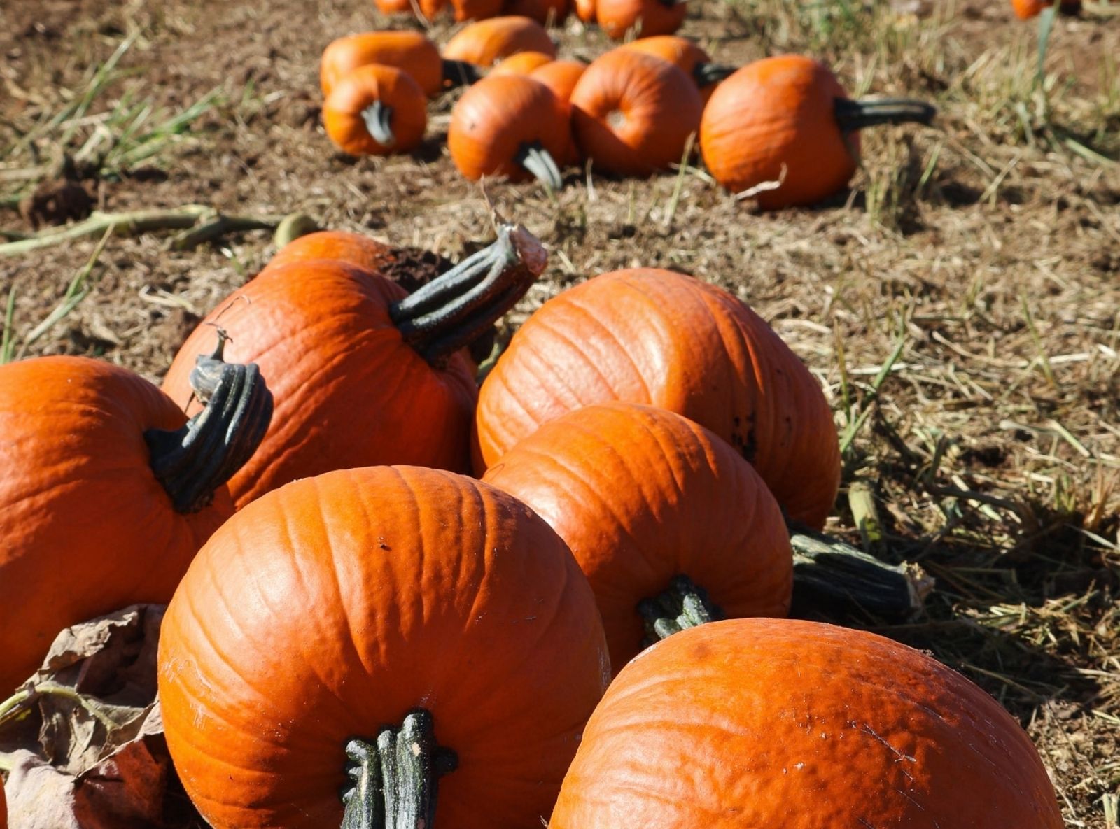 Pumpkin picking at Secretts